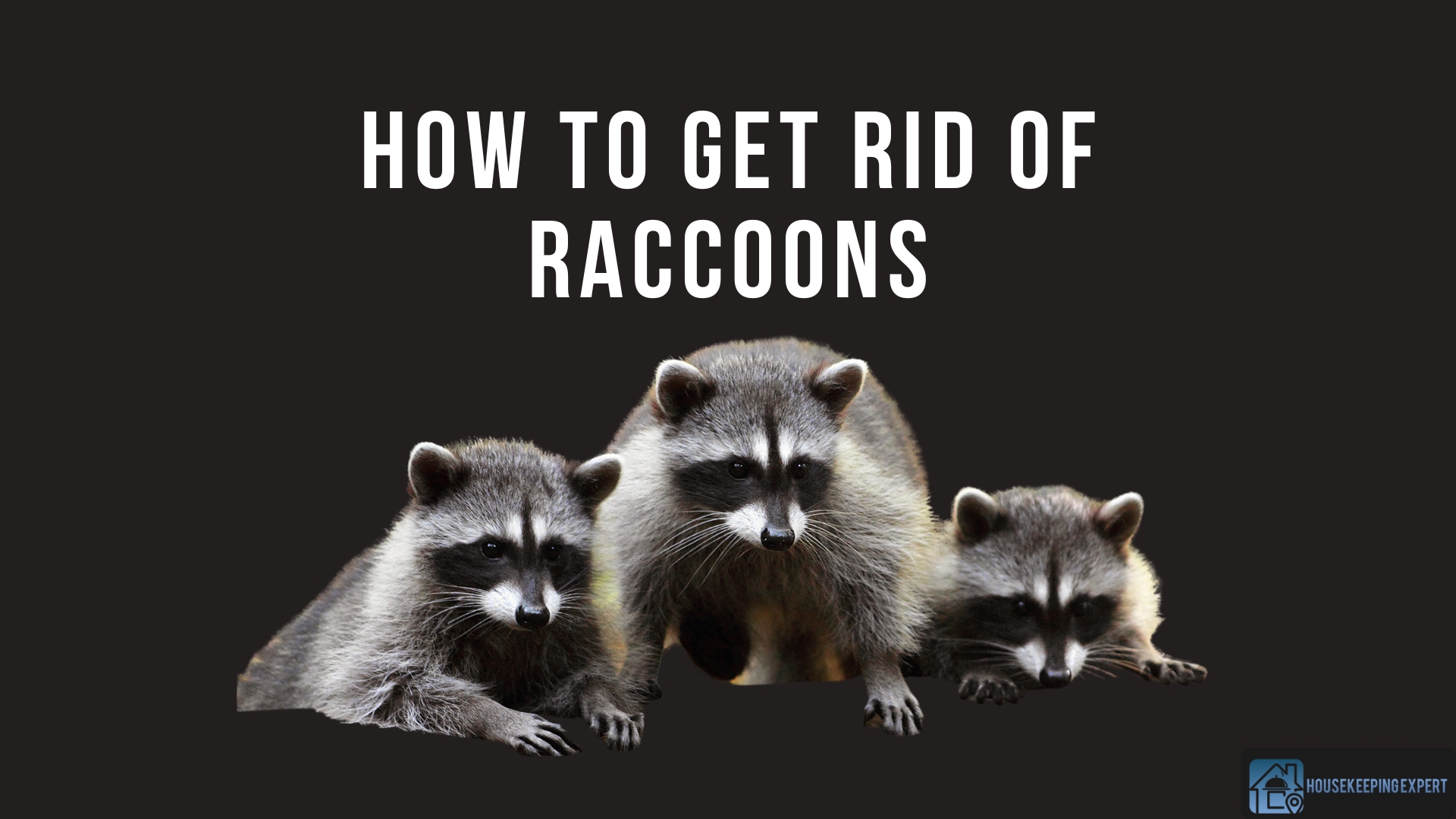 How to Get Rid of Raccoons | Top Tricks to Humanely Eliminate Them