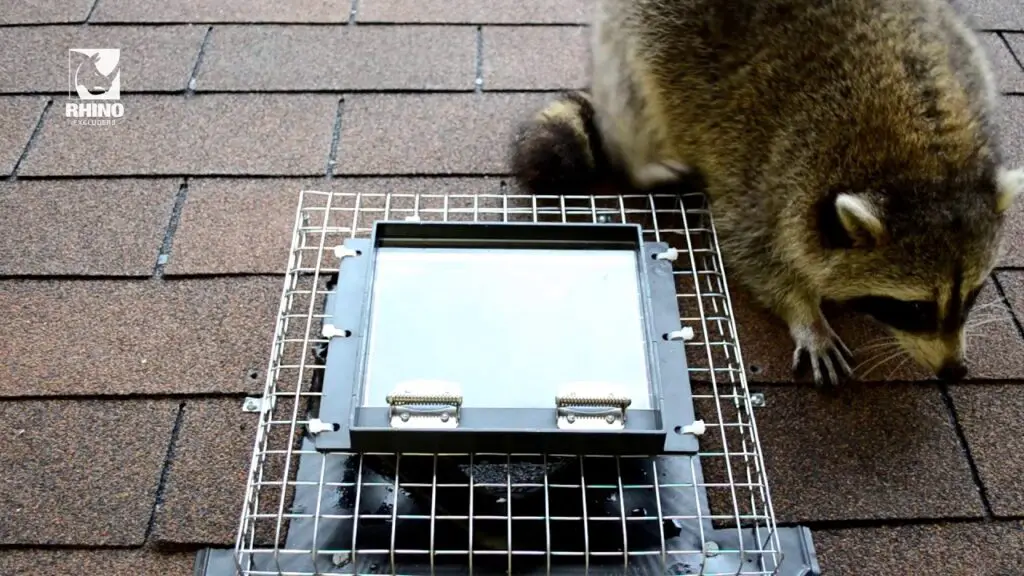 Raccoon One Way Door