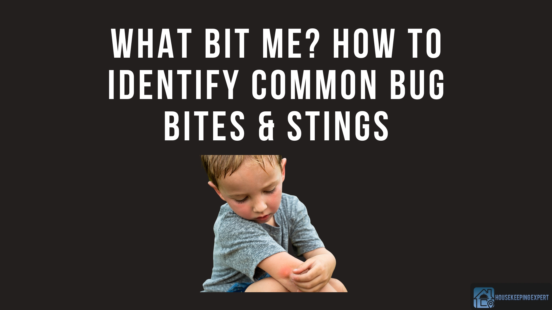 What Bit Me? How to Identify Common Bug Bites & Stings